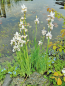Mobile Preview: Iris sibirica alba weisse Wiesenschwertlilie